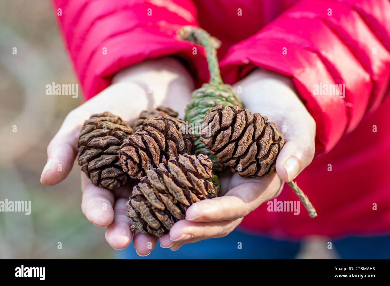 Woman holding Giant Sequoia or Giant redwood cones in her hands. Selective focus. Detail Stock Photo