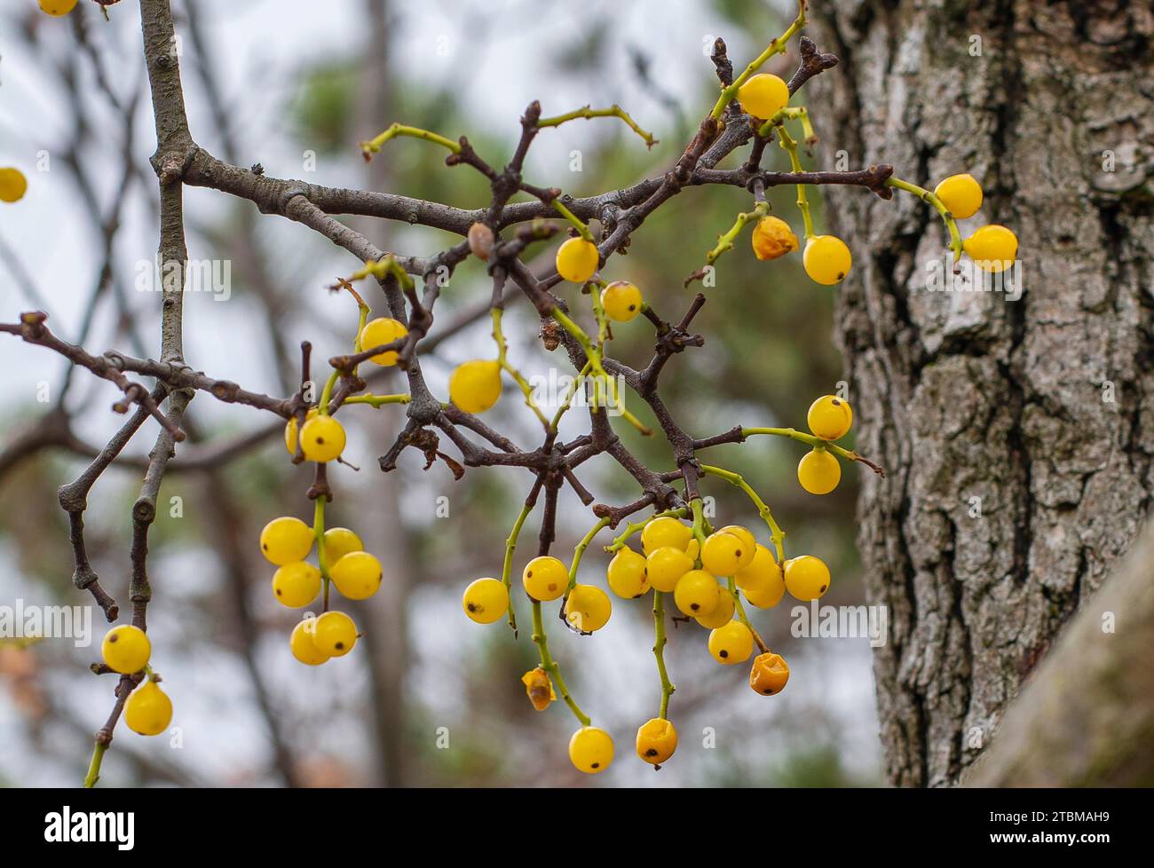 Yellow Loranthus berries (Loranthus europaeus) in the forest during the winter Stock Photo