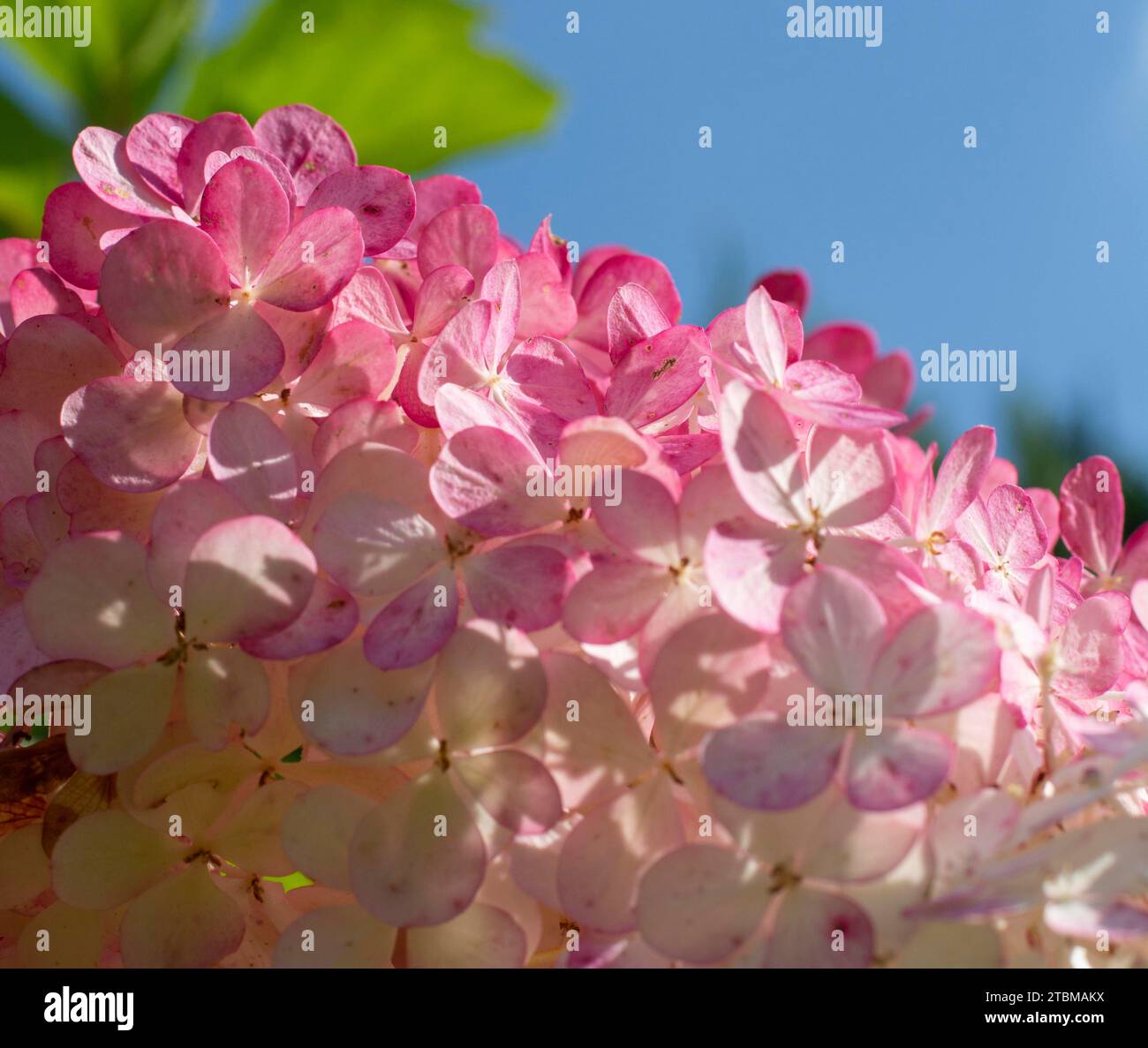 Blooming Hydrangea paniculata Grandiflora. Pink and white flowers of ...