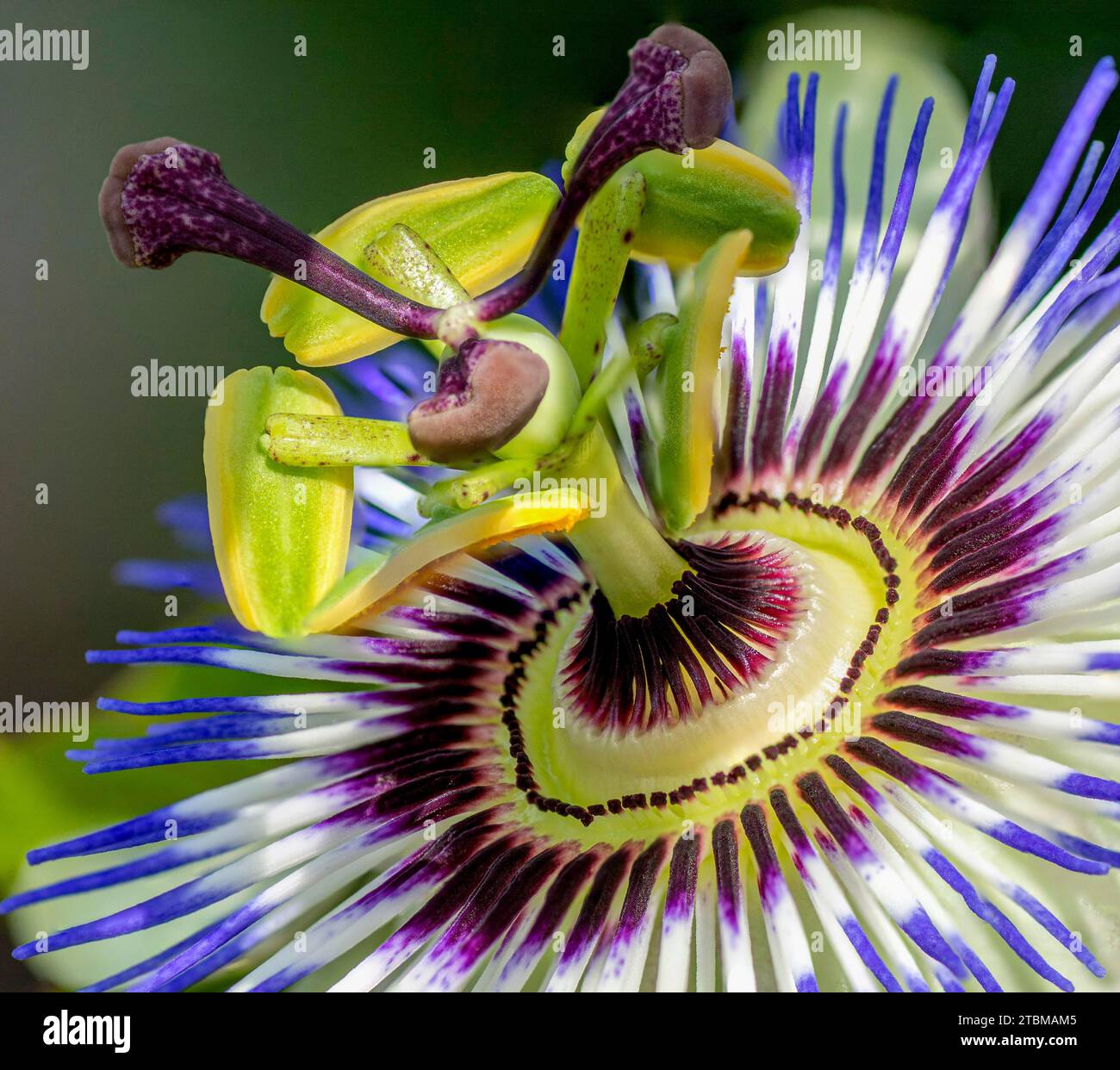 Close up of Passiflora. The blue passionflower. Blue crown