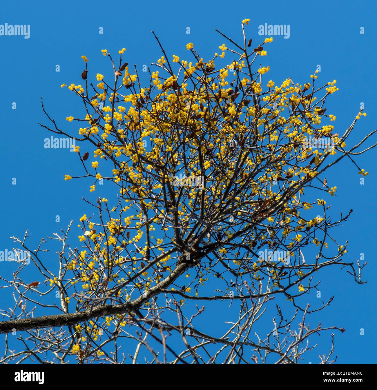 European loranthus (Loranthus europaeus) yellow berries. Yellow-berried mistletoe in the winter Stock Photo