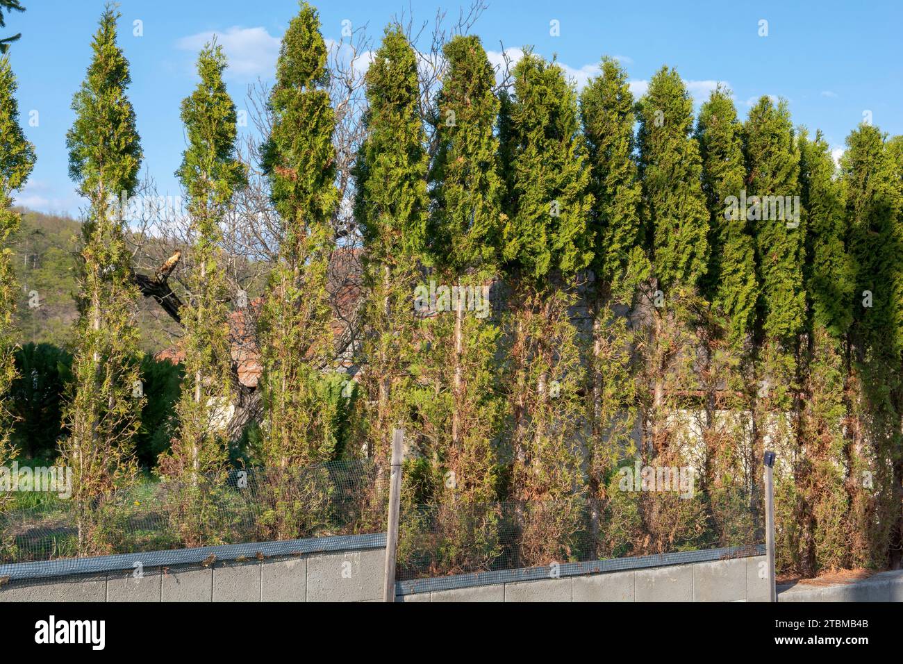 Thuja (Arborvitae) branches and needles eaten by deer in the winter season. Deer damage to Cedar hedge Stock Photo