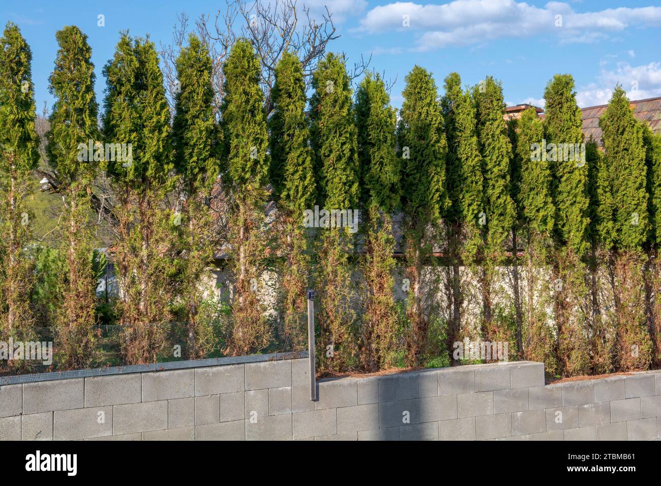 Thuja (Arborvitae) branches and needles eaten by deer in the winter season. Deer damage to Cedar hedge Stock Photo