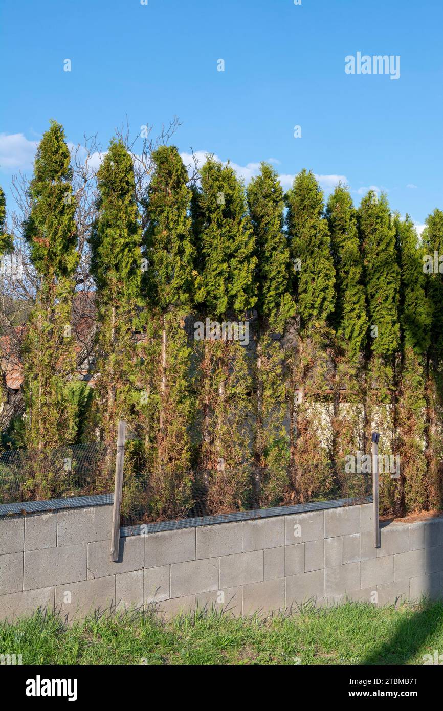 Thuja (Arborvitae) branches and needles eaten by deer in the winter season. Deer damage to Cedar hedge Stock Photo