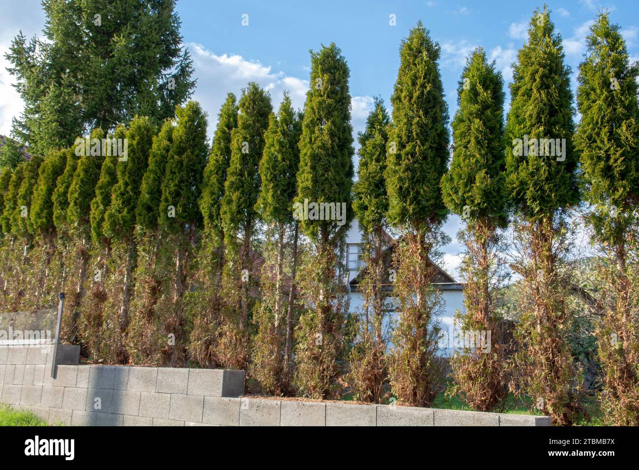 Thuja (Arborvitae) branches and needles eaten by deer in the winter season. Deer damage to Cedar hedge Stock Photo