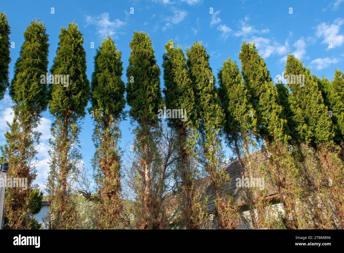 Thuja (Arborvitae) branches and needles eaten by deer in the winter season. Deer damage to Cedar hedge Stock Photo