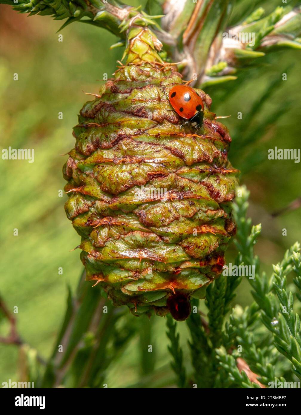 Giant sequoia green leaves and a cone with ladybug. Sequoiadendron giganteum or Sierra redwood needles. Close up. Detail Stock Photo