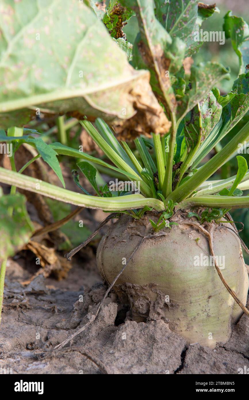 Mangelwurzel or mangold wurzel growing in agricultural field. Mangold