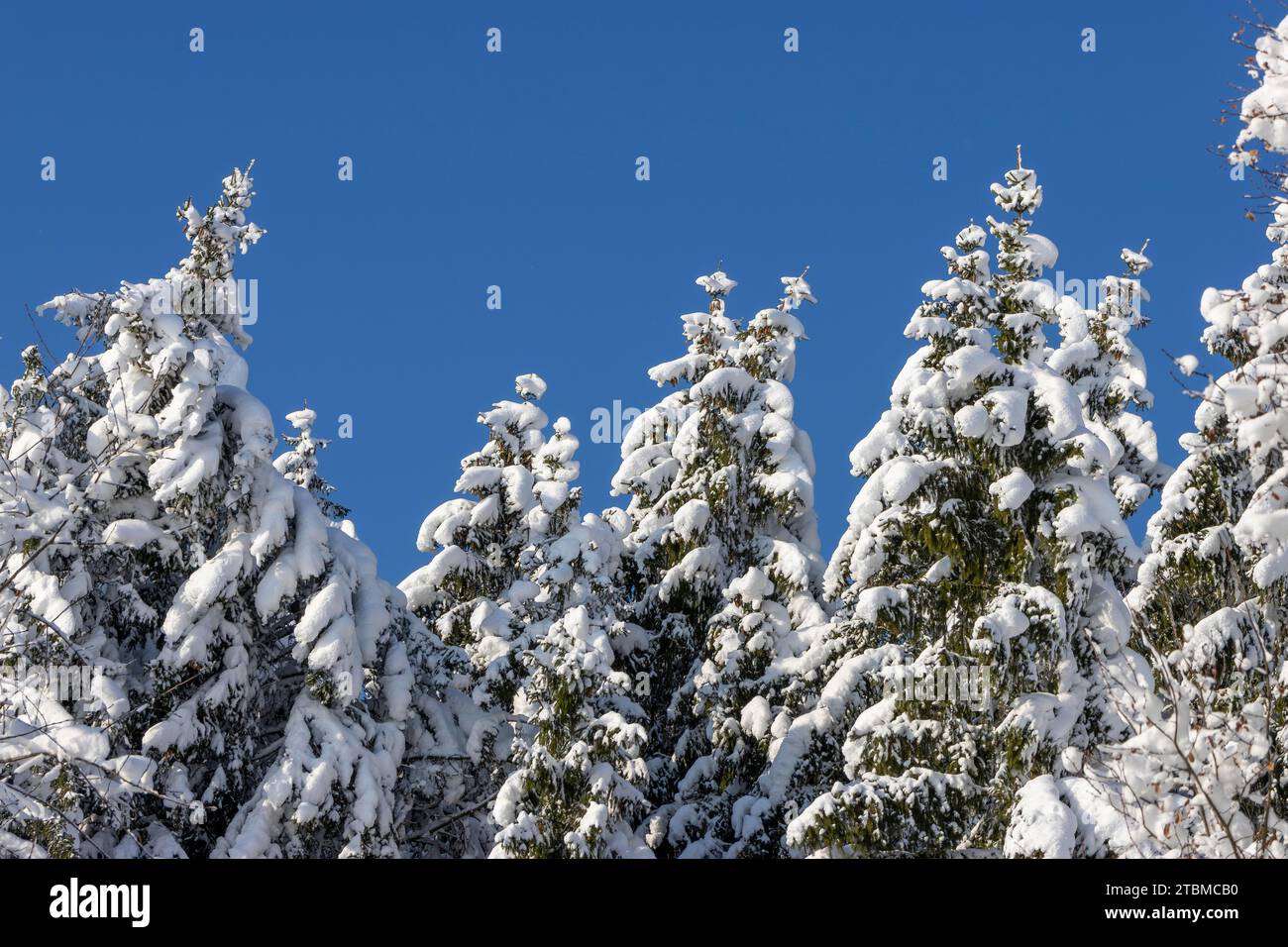Tops of fir trees (Abies) with lots of snow and blue sky in the