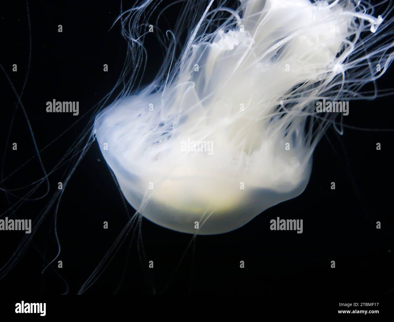 Egg Yolk Jelly Close Up Stock Photo Alamy