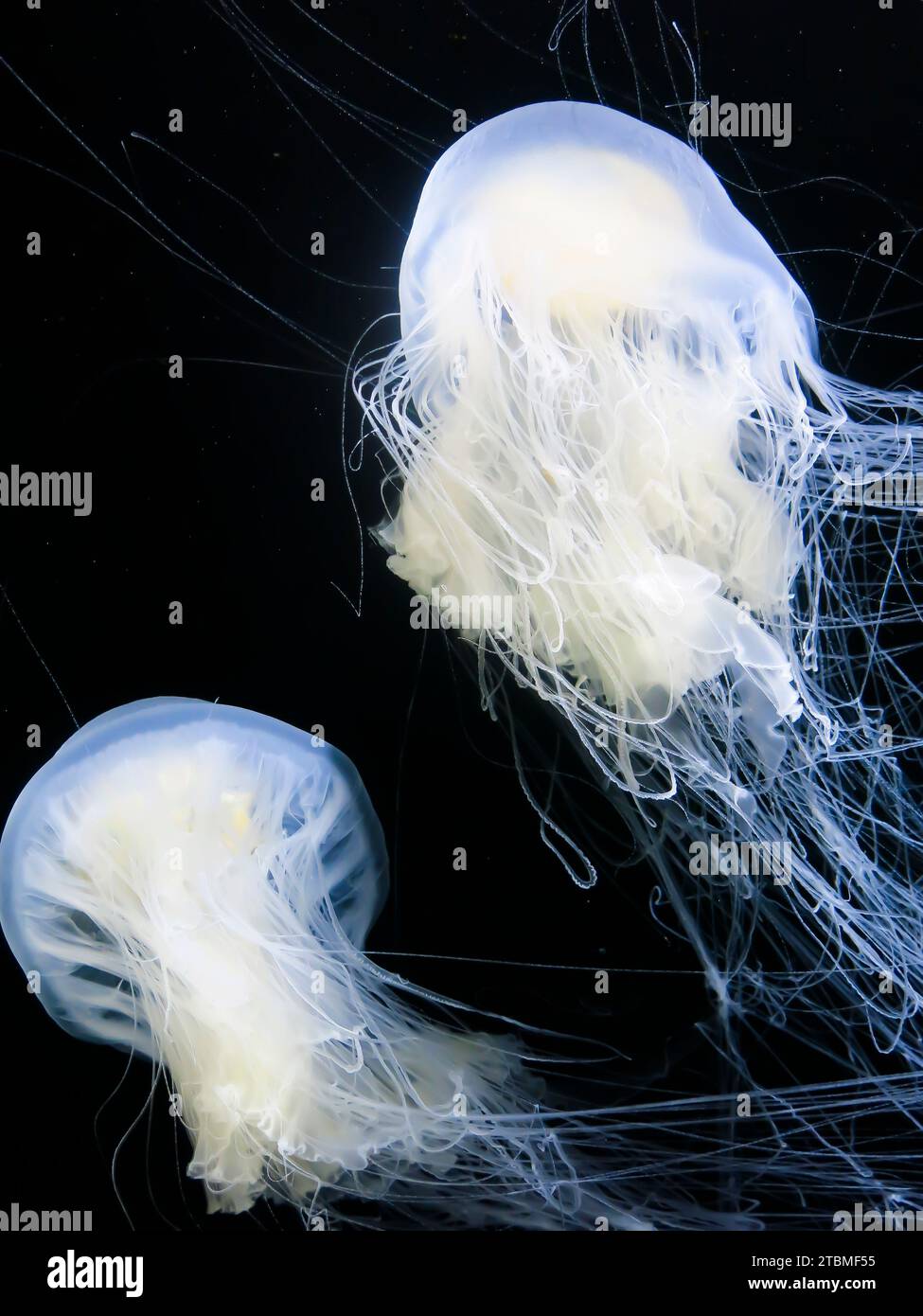 Egg Yolk Jelly Close Up Stock Photo Alamy