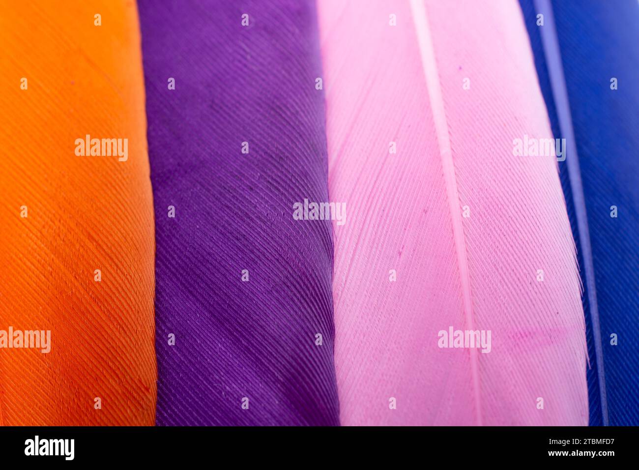 Studio shot photo of colored bird feathers as texture background Stock Photo