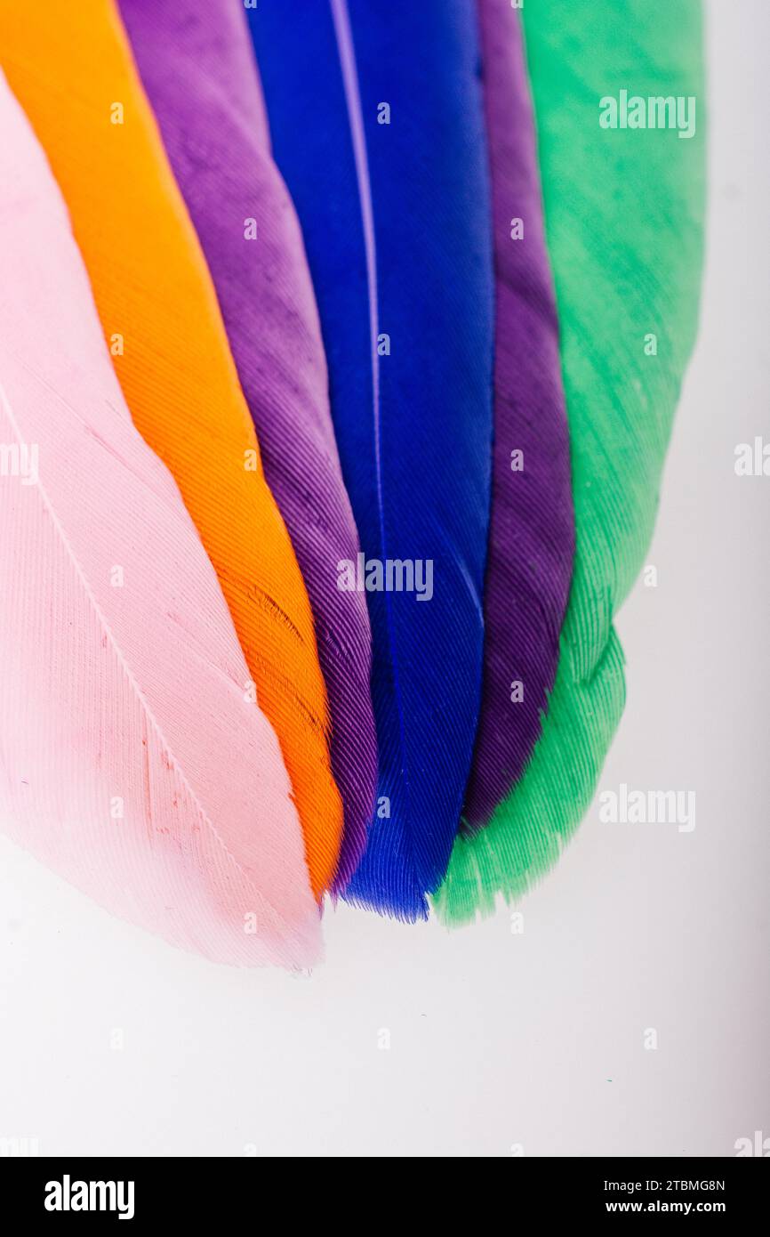Studio shot photo of colored bird feathers as texture background Stock Photo