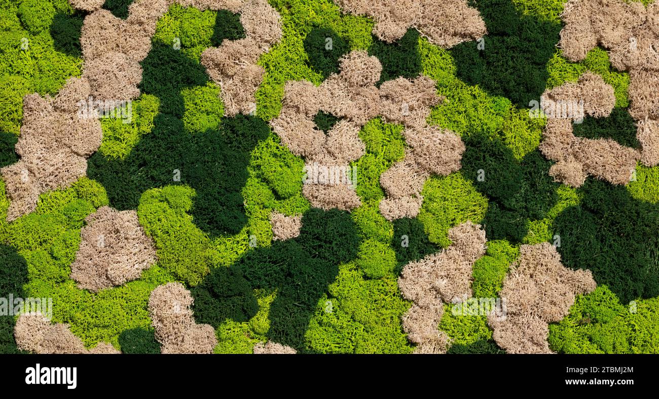 Colourful moss, Abstract background, Graphic elements, Texture background, Austria Stock Photo