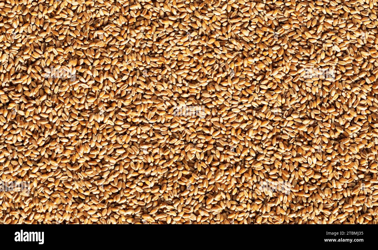 Grains of wheat, Wheat, Abstract background, Graphic elements, Texture background, Austria Stock Photo