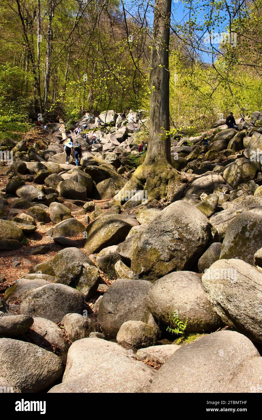 Lautertal, Germany - April 24, 2021: Rocks surrounding tree on a hill at Felsenmeer, Sea of Rocks, on a spring day in Germany. Stock Photo