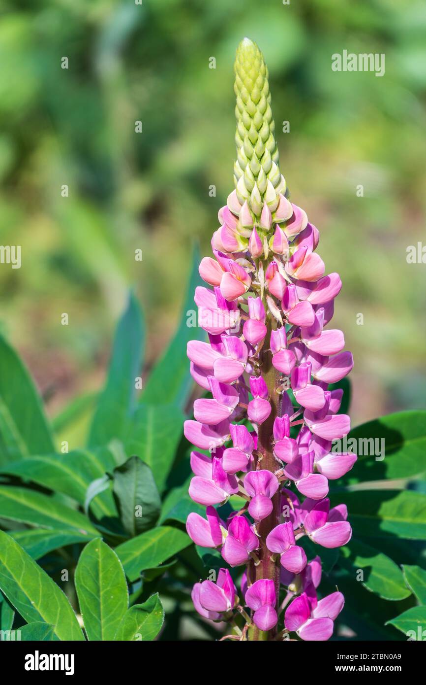 Lupins, lupin plant, lupinus, with pink flowers growing in a back