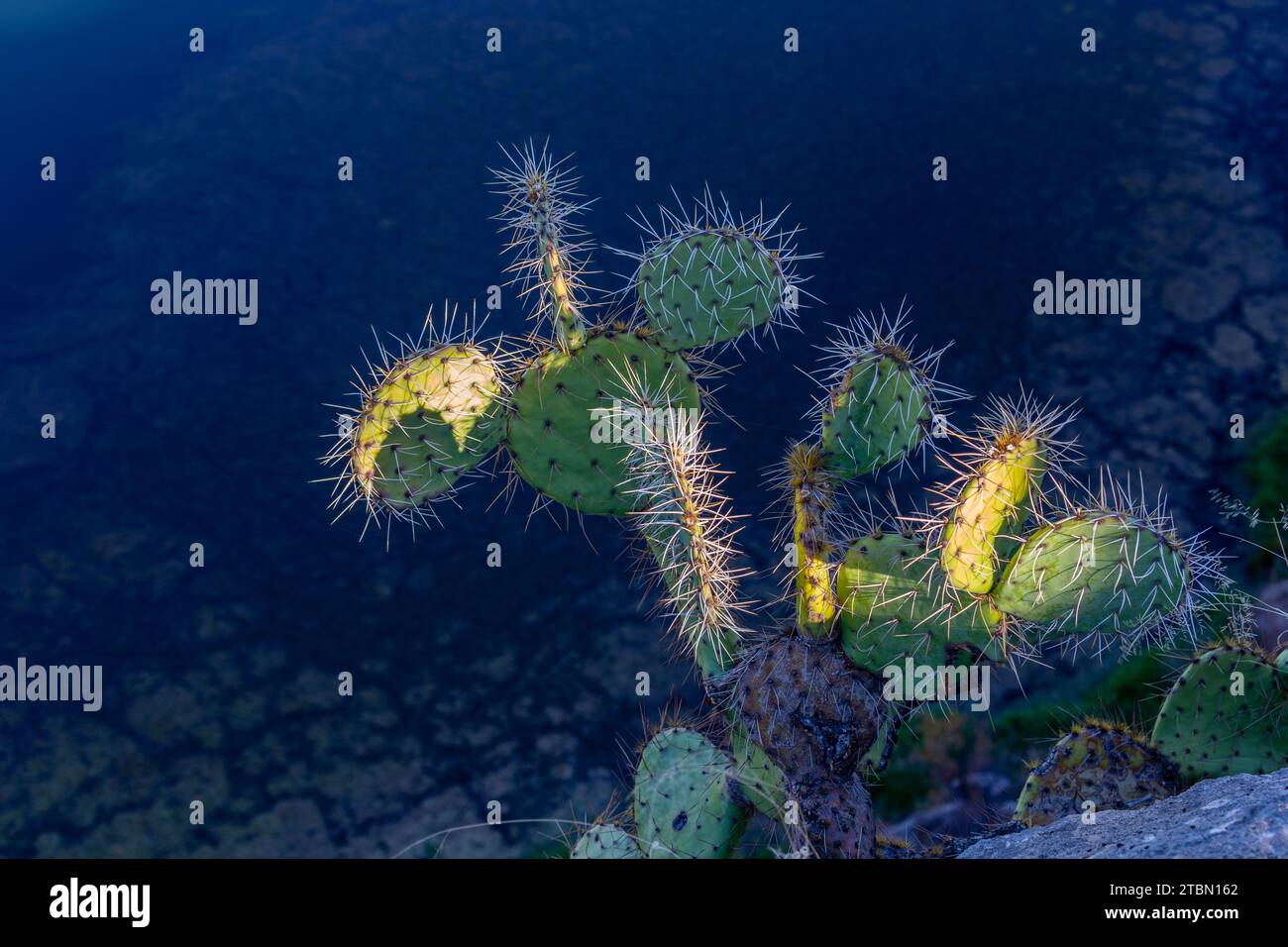 Sunlight Reflected From Green Desert Cactus Plant High Above Blue Water