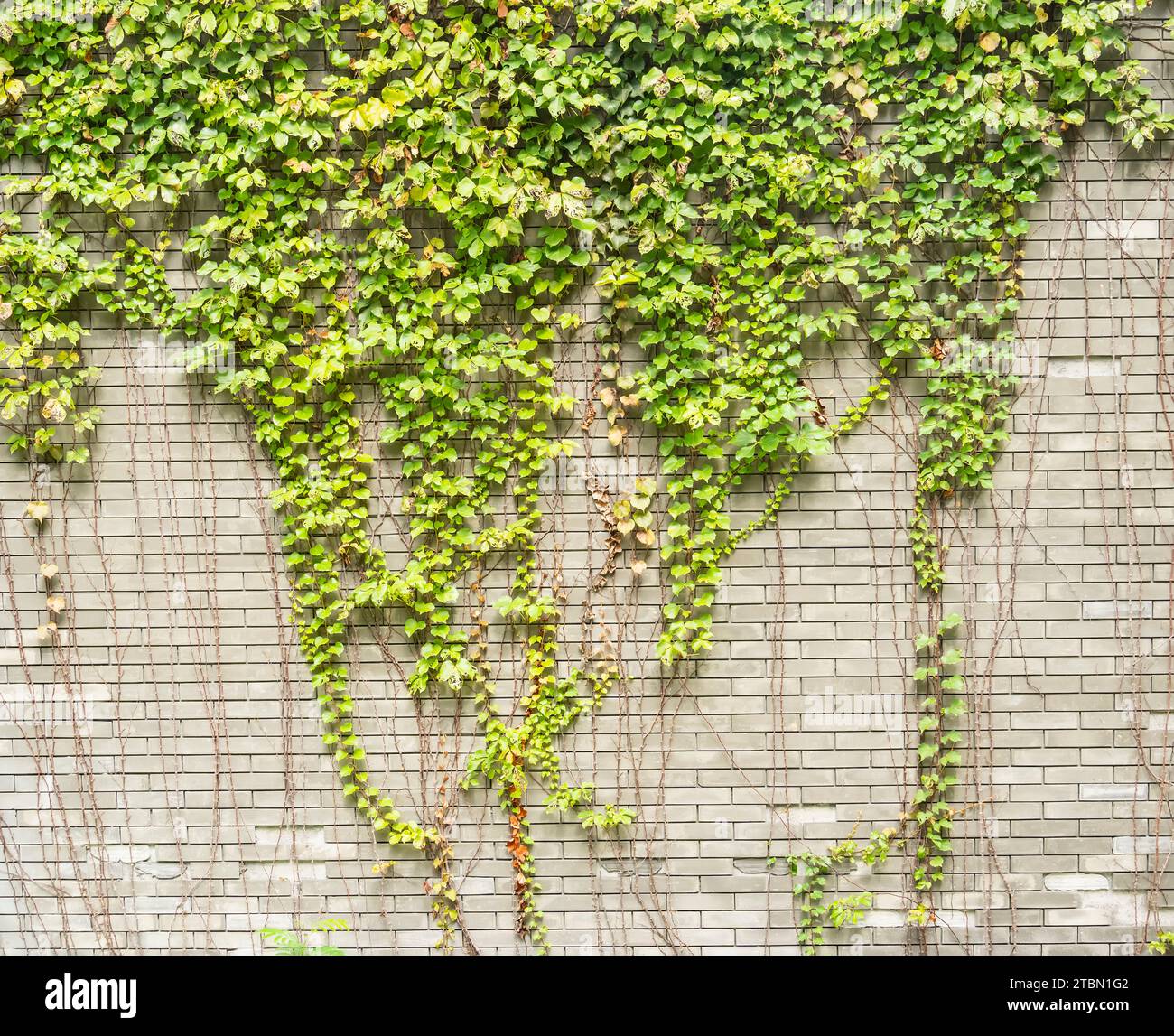 ivy leaves on gray brick background Stock Photo