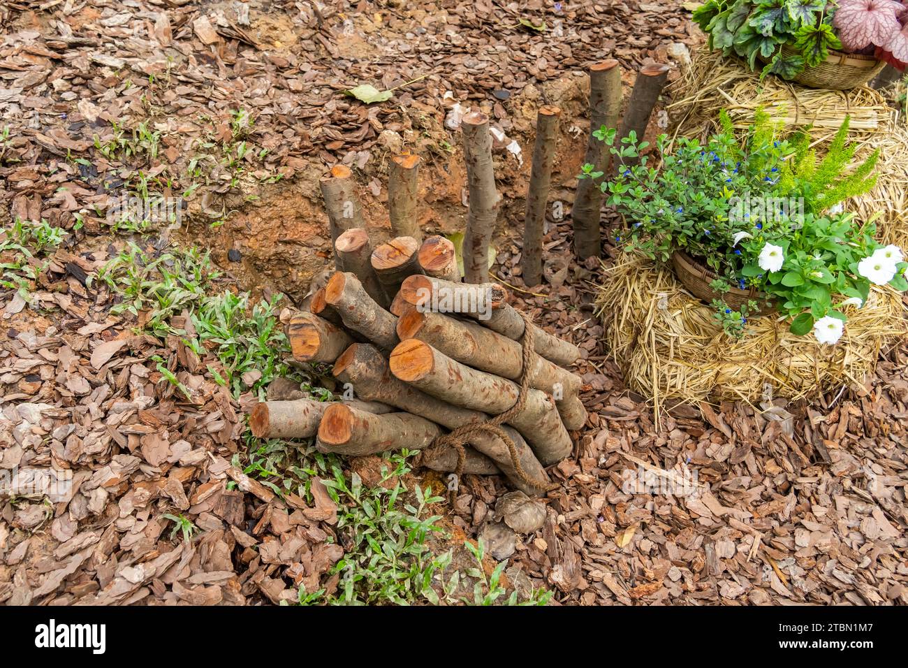 fallen trees are collected and transported for processing as chopped