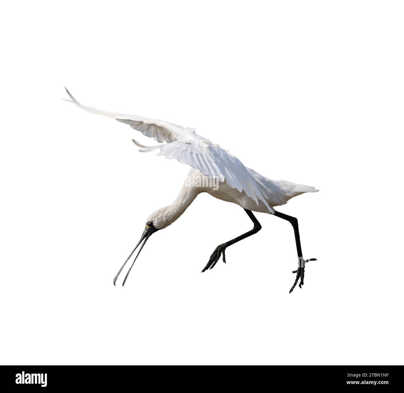 Black-faced Spoonbill isolated on white background Stock Photo - Alamy