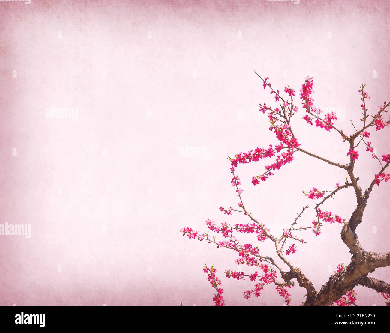 peach blossom on Old antique vintage paper background Stock Photo