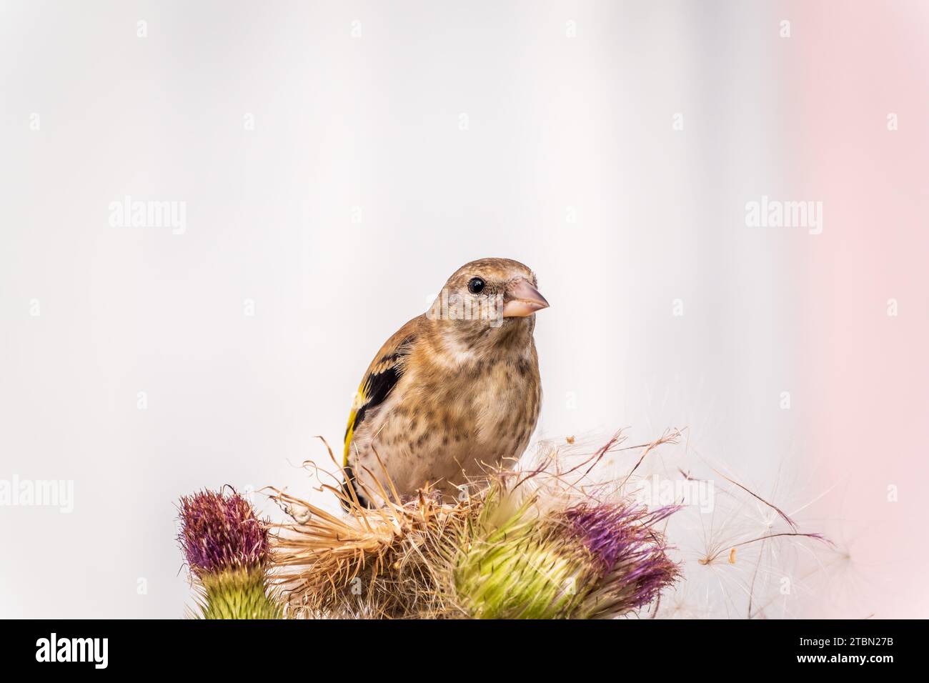 European goldfinch with juvenile plumage, feeding on the seeds of