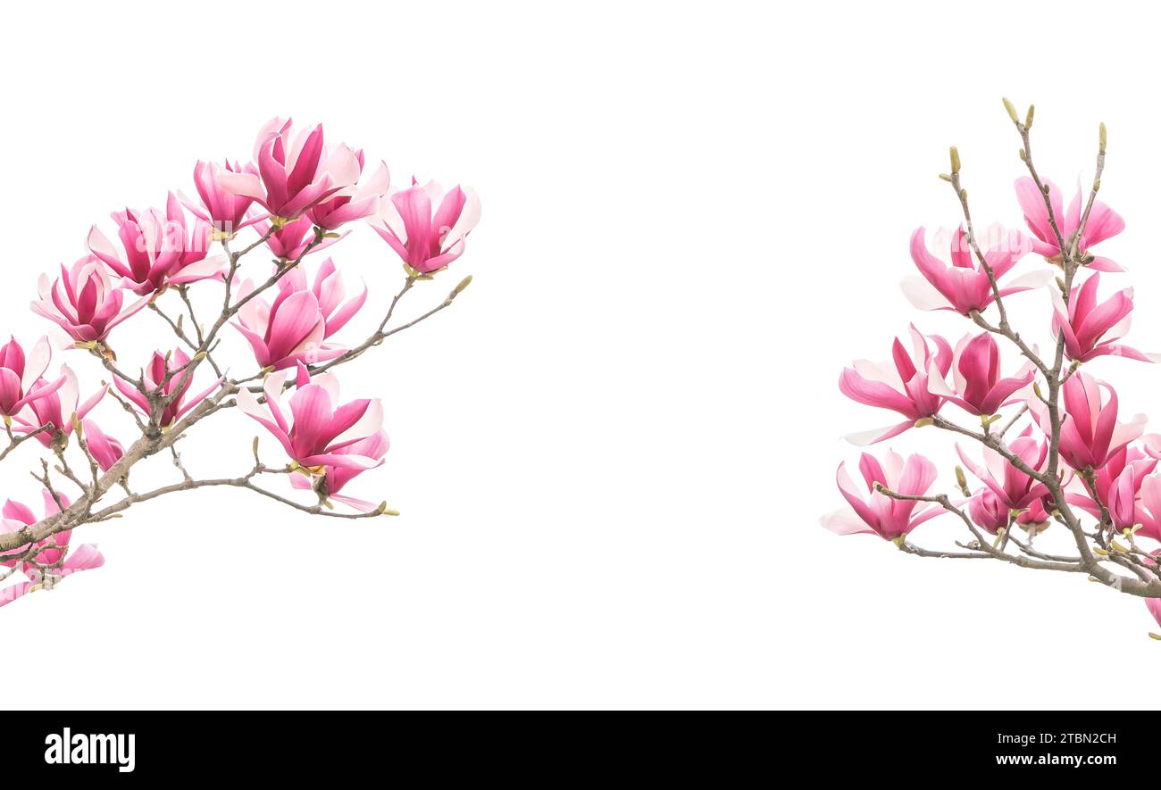 magnolia flower spring branch isolated on white background Stock Photo ...