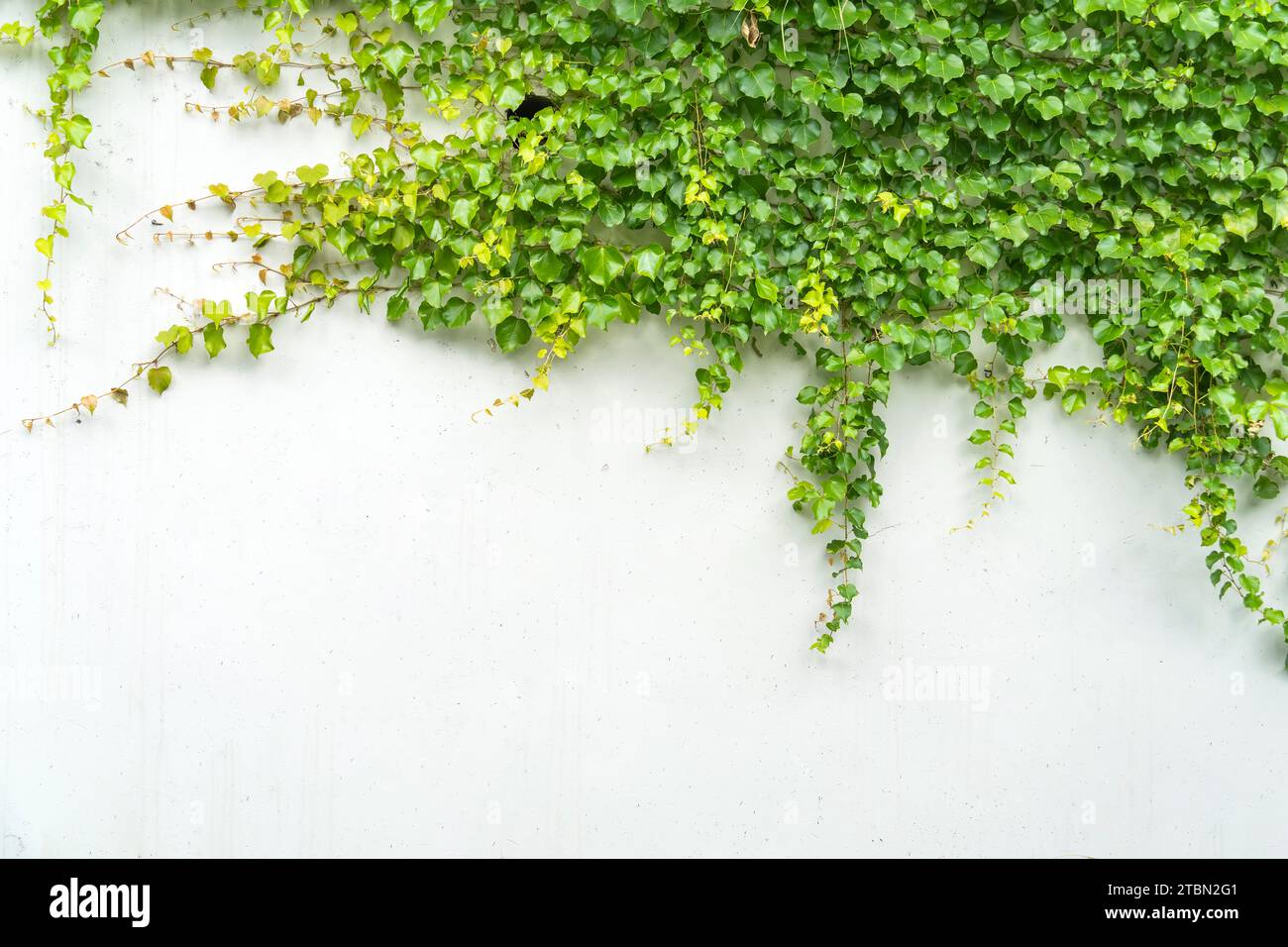 ivy leaves isolated on white background Stock Photo