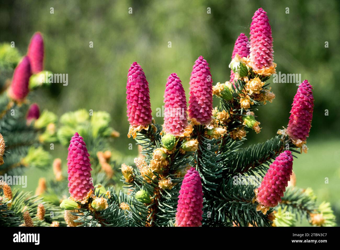 Norway spruce cones in spring Picea cones Stock Photo