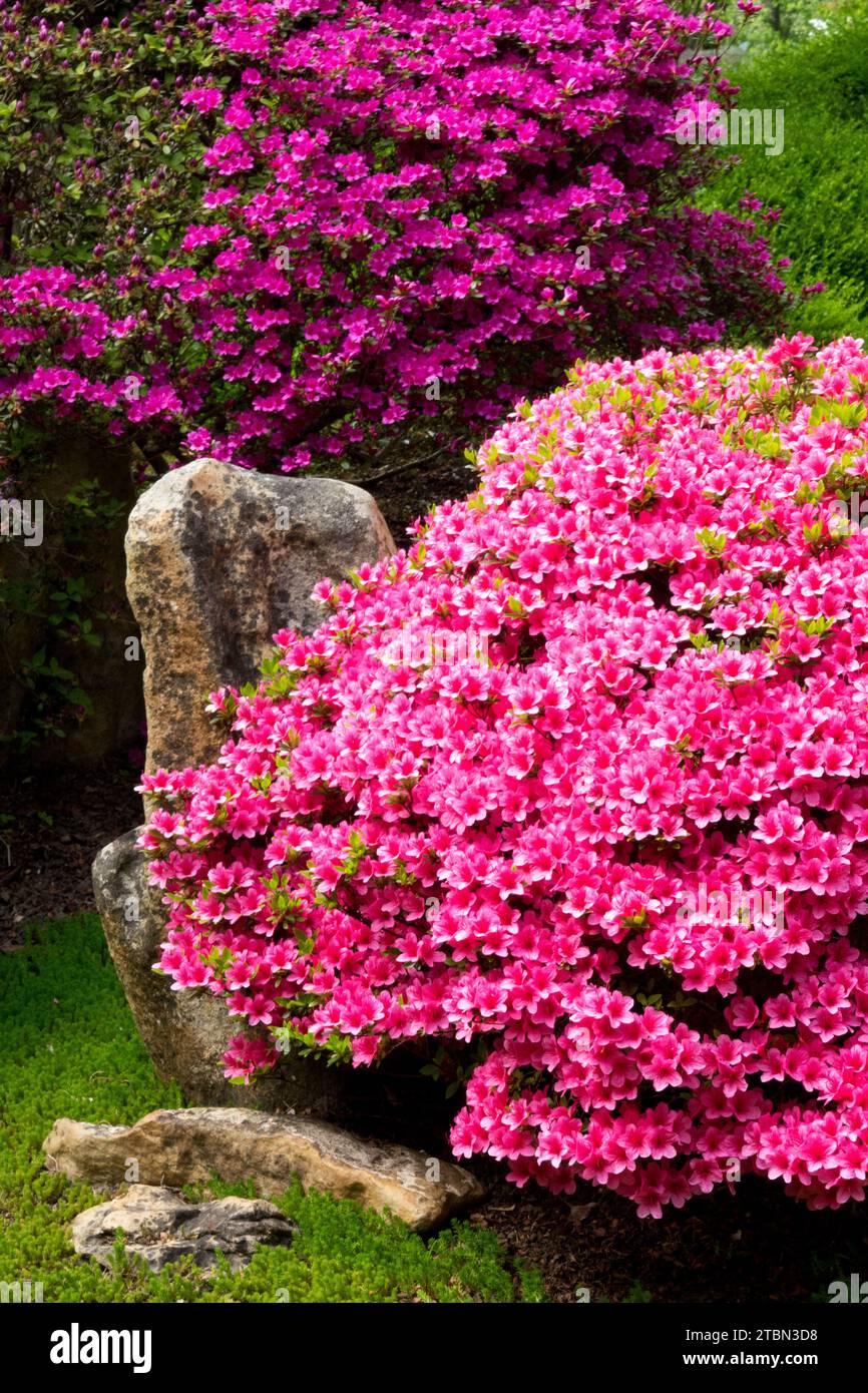 Purple pink, Azalea, flowers Azaleas, Spring, Flowering, Shrub in Japanese, Garden, Stone Stock Photo