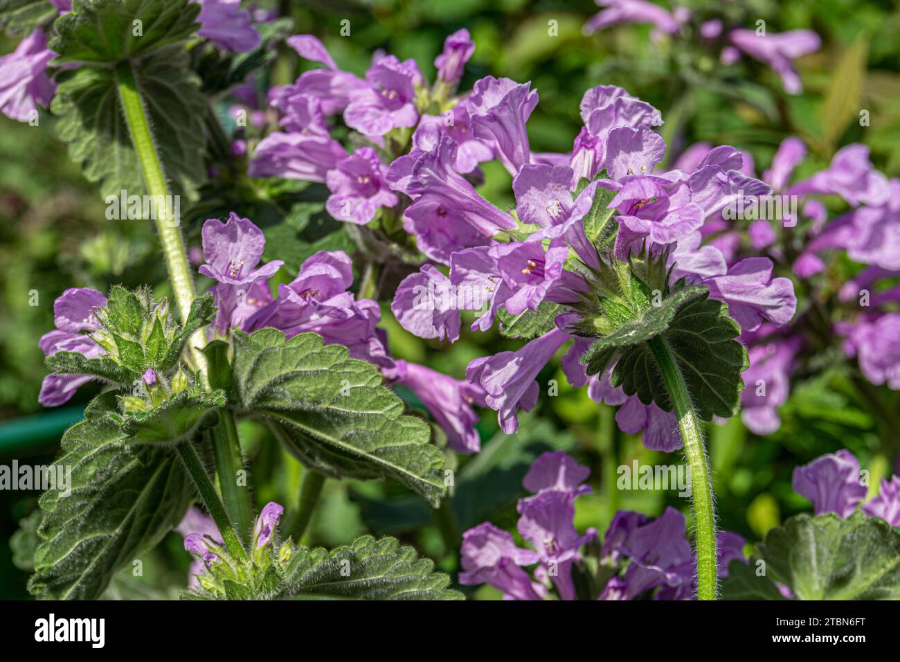 Blooming Betonica officinális purple flowers in the garden. Stock Photo