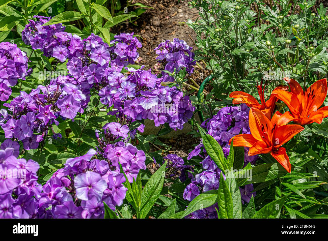 Garden Phlox paniculata, flowers of purple color, also known as the moss phlox. Stock Photo