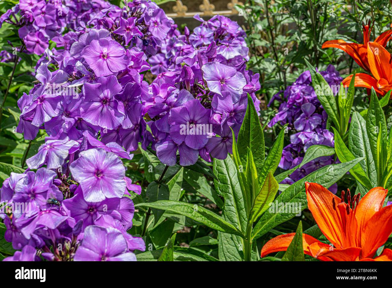 Garden Phlox paniculata, flowers of purple color, also known as the moss phlox. Stock Photo