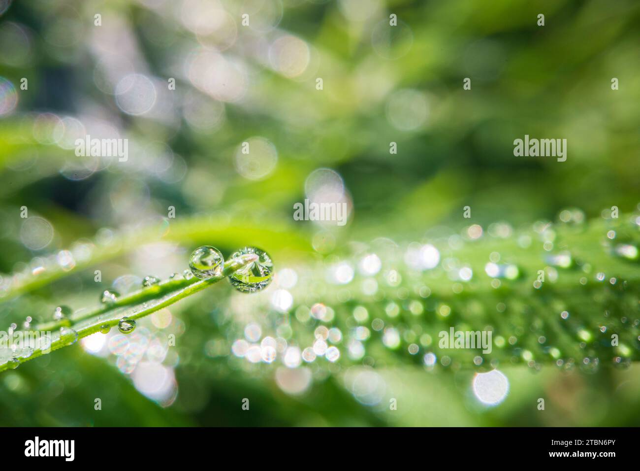 Closeup Of Lush Uncut Green Grass With Drops Of Dew In Soft Morning Light Beautiful Natural 