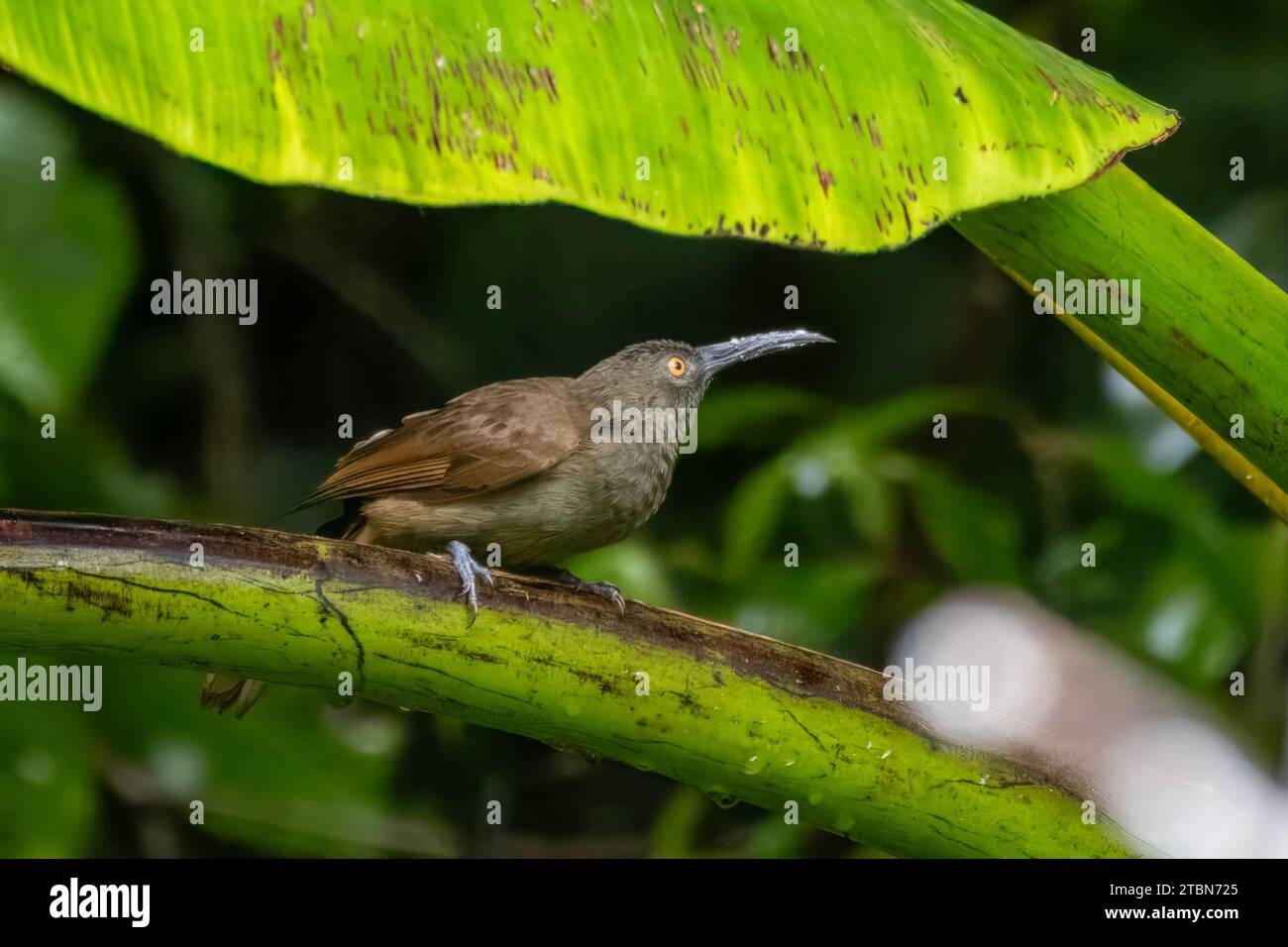 Long-billed honeyeater (Melilestes megarhynchus), a species of bird in the family Meliphagidae in Arfak Mountains, West Papua, Indonesia Stock Photo