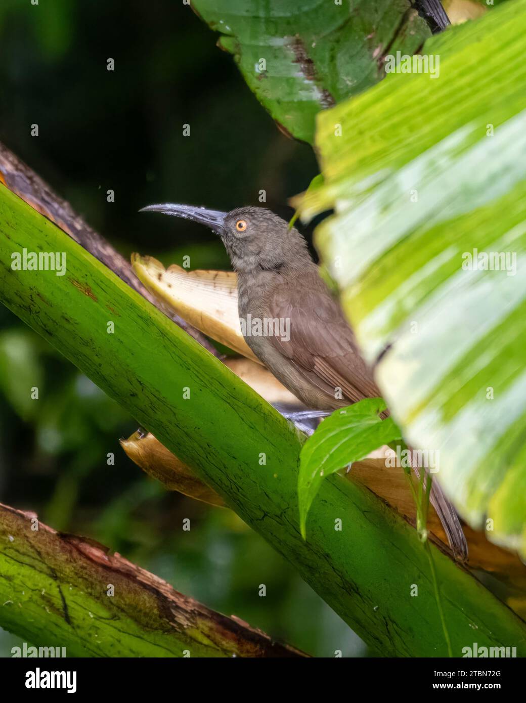 Long-billed honeyeater (Melilestes megarhynchus), a species of bird in the family Meliphagidae in Arfak Mountains, West Papua, Indonesia Stock Photo