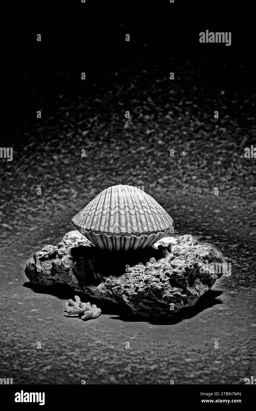 Studio sea shell Black and White Stock Photos & Images - Alamy