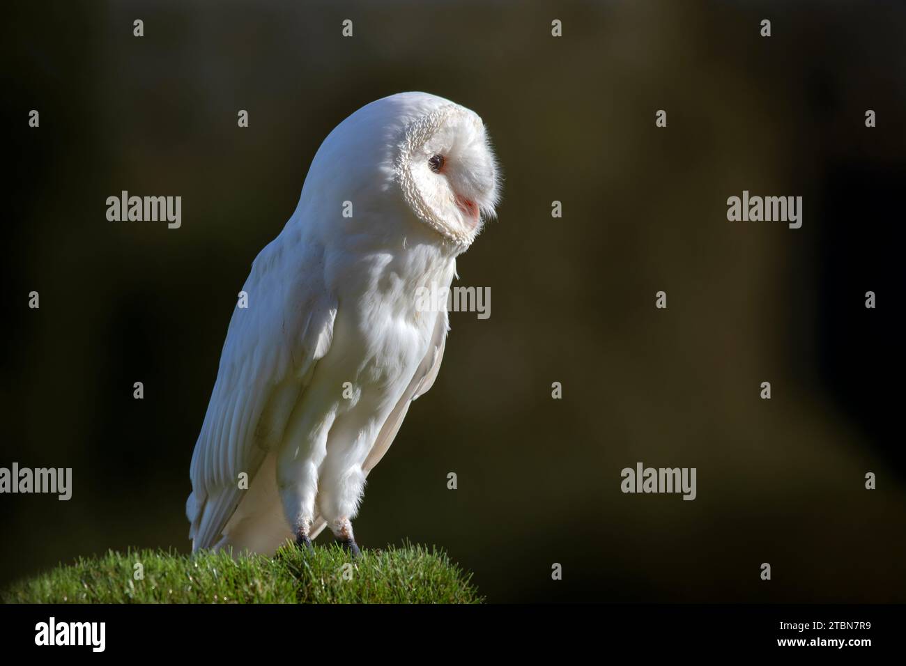 A side portrait of a leucistic barn owl. Standing on grass looking right into the sunlight. Set agains a dark background with copy space Stock Photo