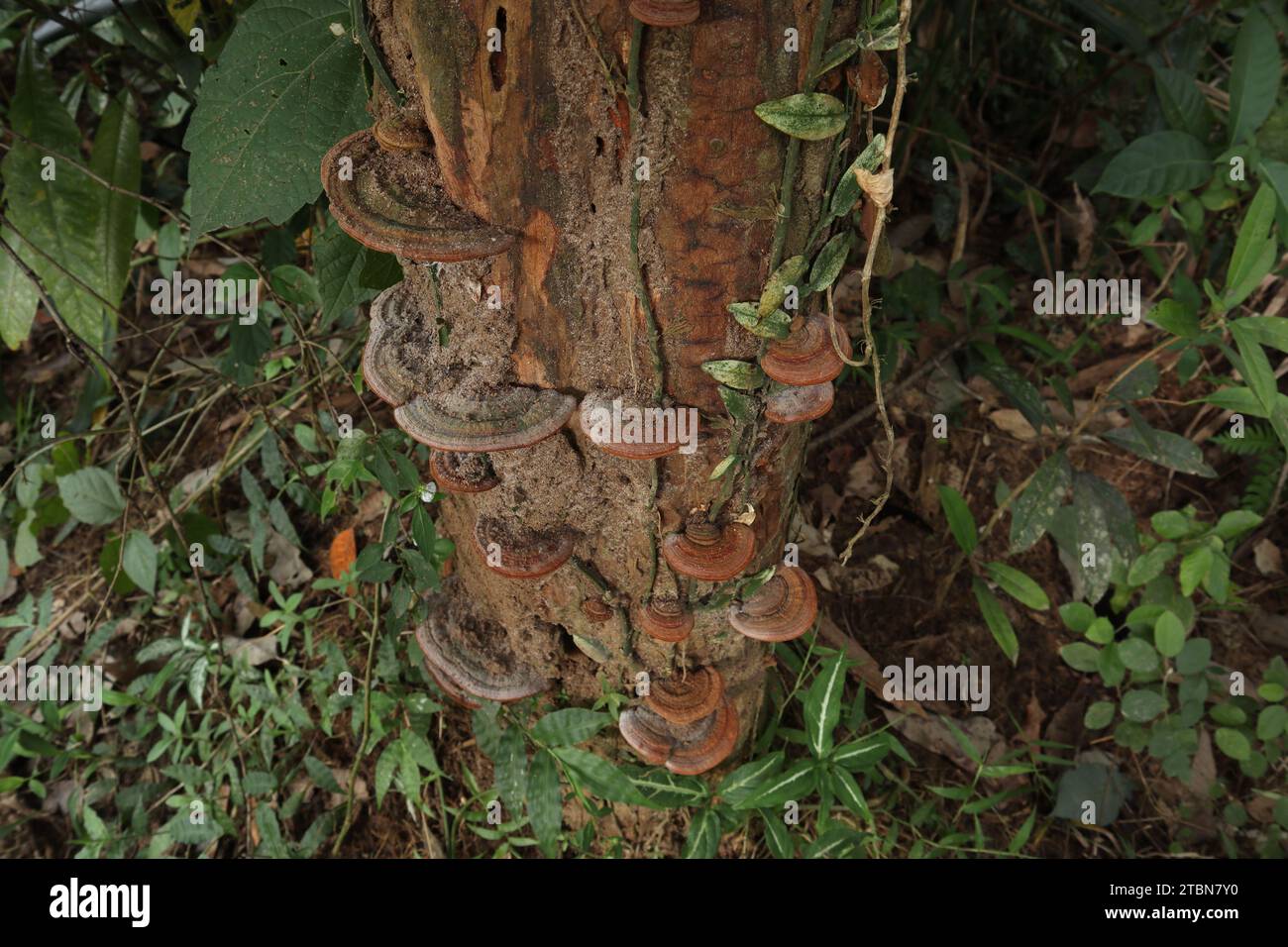 High angle view of a decaying tree trunk with brown colored Ganoderma genus bracket mushrooms growing in a forested area Stock Photo