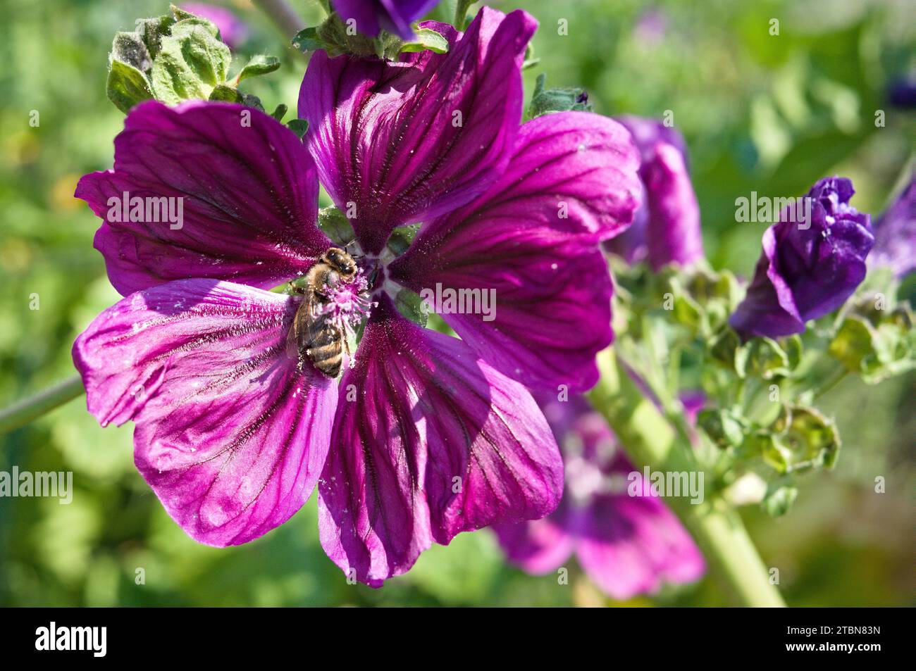 Purple mallow flower with bee inside Stock Photo - Alamy