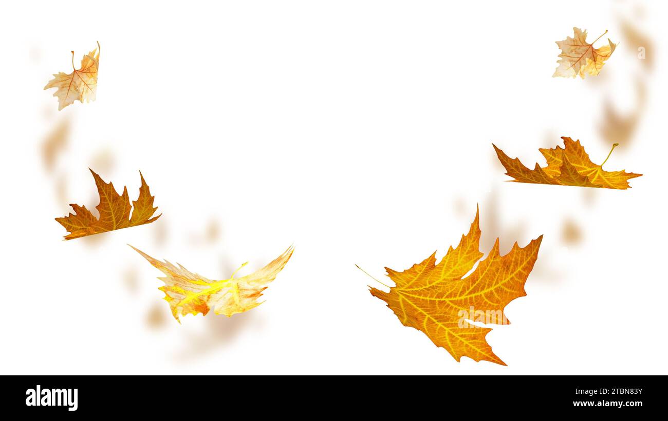 leaves leaf falling fall isolated for background - 3d rendering Stock ...