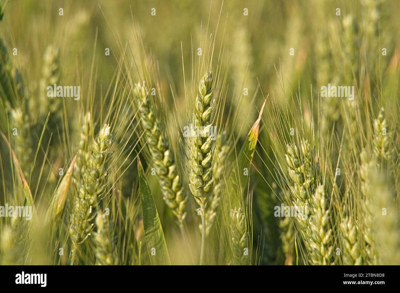 Close-up of ears of barley in evening light Stock Photo