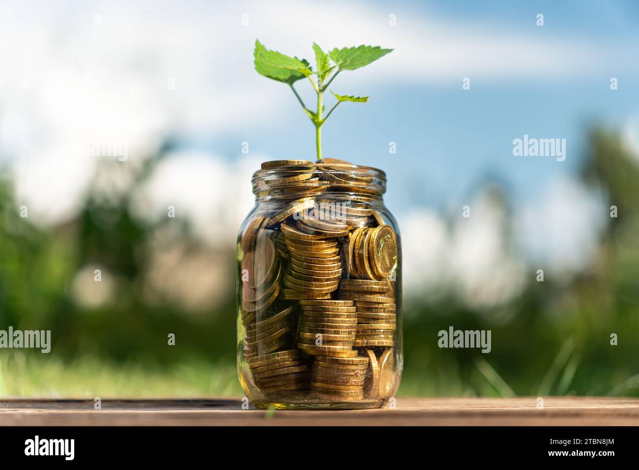 Plant growing from coins in the glass jar on blurred green natural ...
