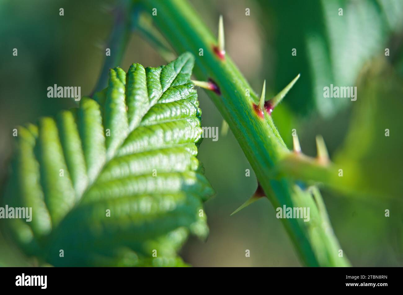 Close-up of one leaf and thorns of blackberry Stock Photo