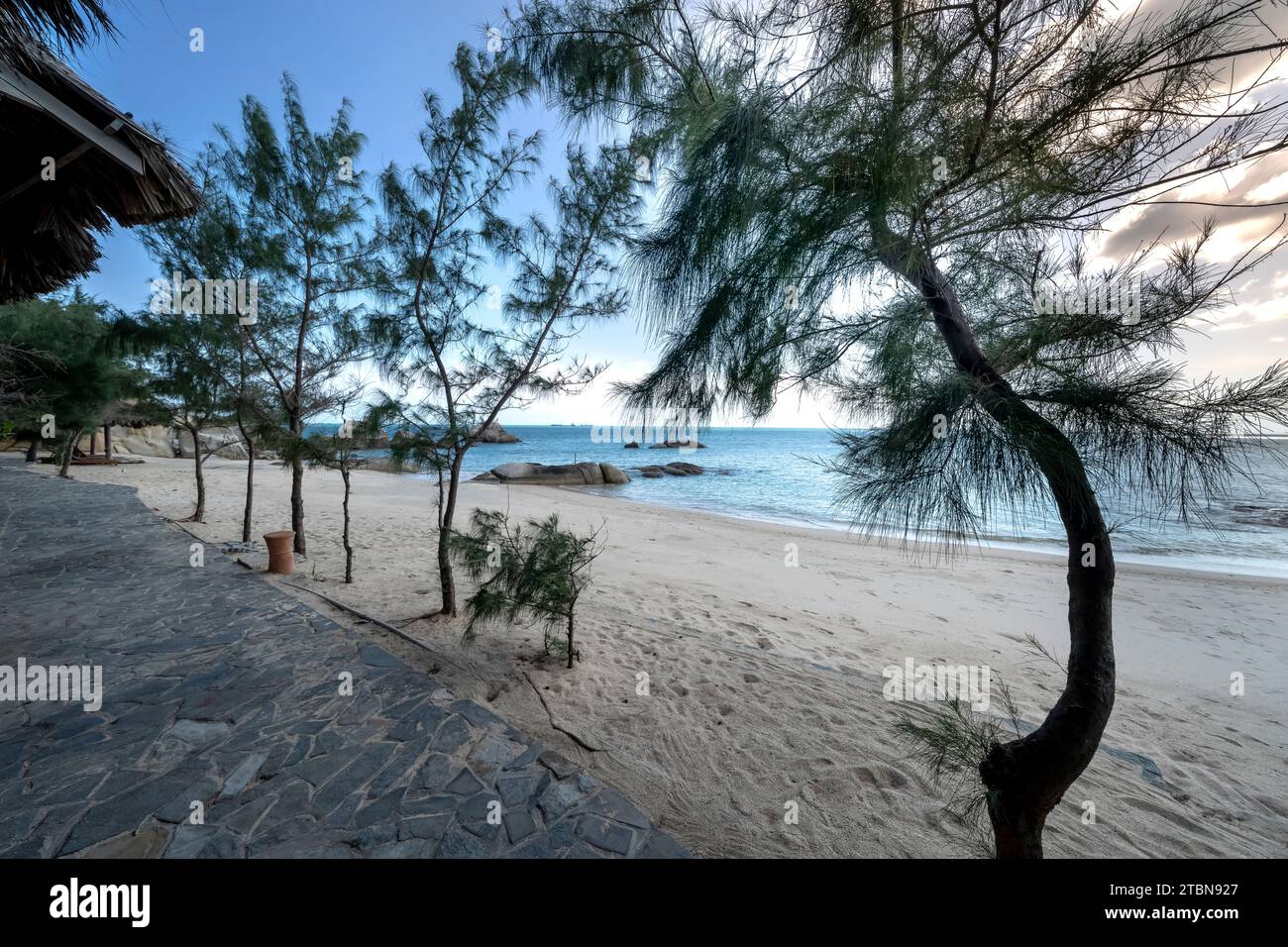 Beach with row casuarina tree, bright sand. Blue sea, sunny day in Vietnam Stock Photo