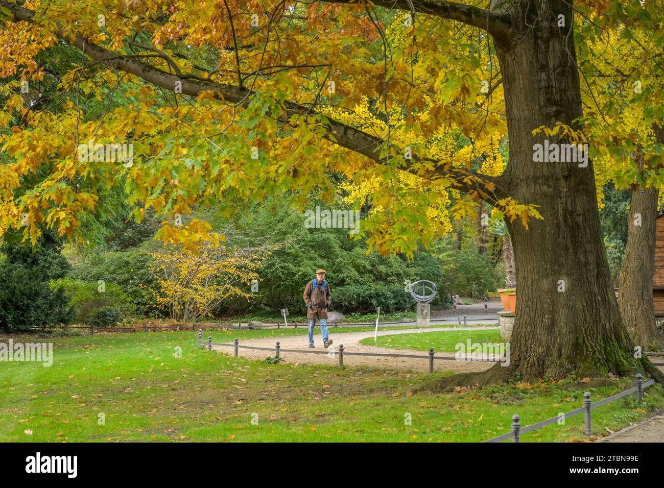 Herbst, Englischer Garten, Park, Großer Tiergarten, Tiergarten, Mitte