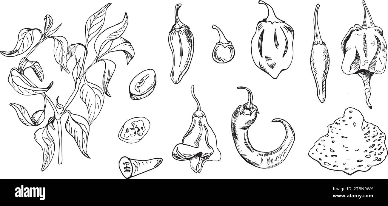 Hot peppers bush vector illustration isolated on white. Hand drawn ink