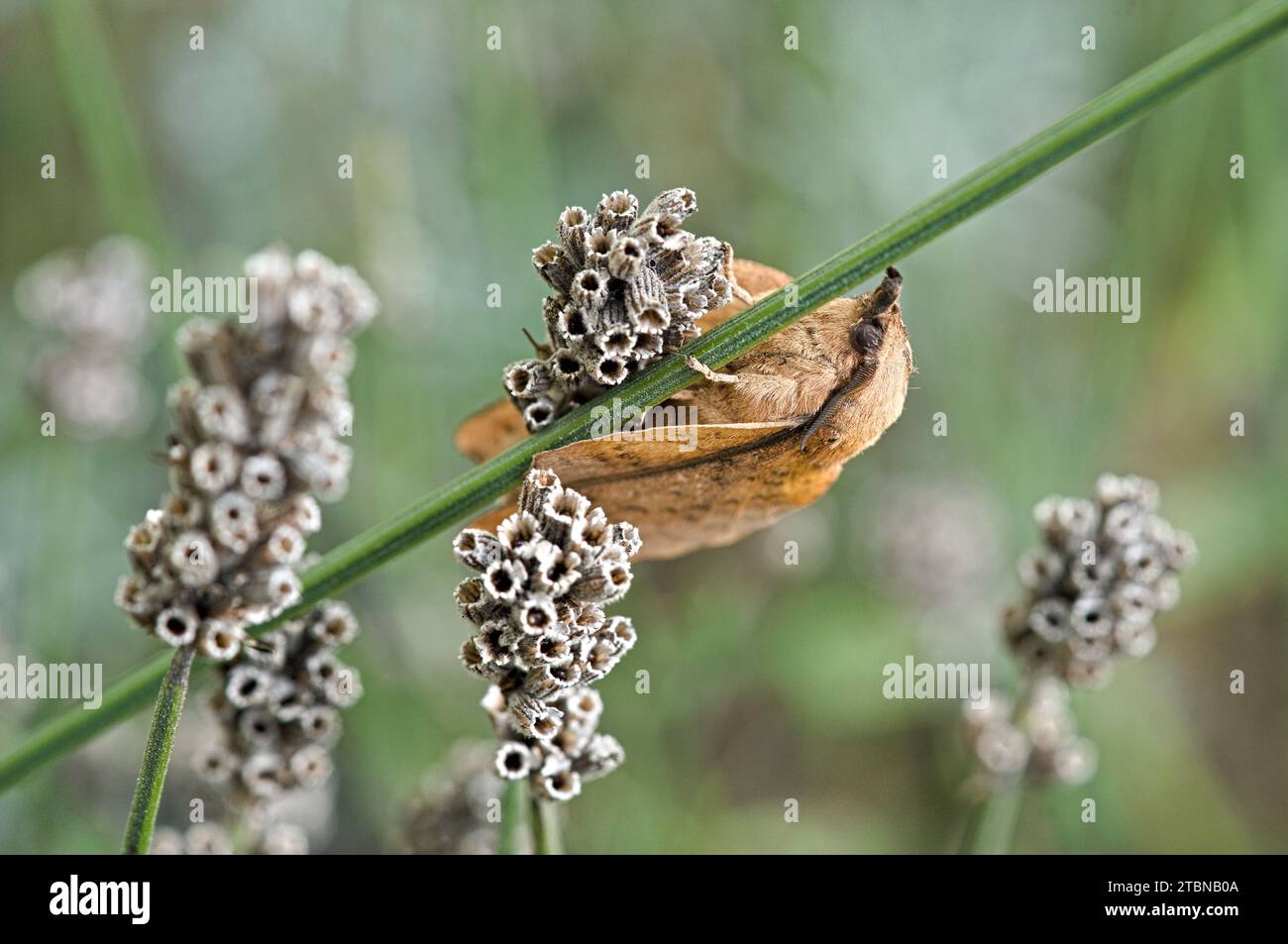Close-up of lappet moth on culm of lavender with dry blossom Stock Photo