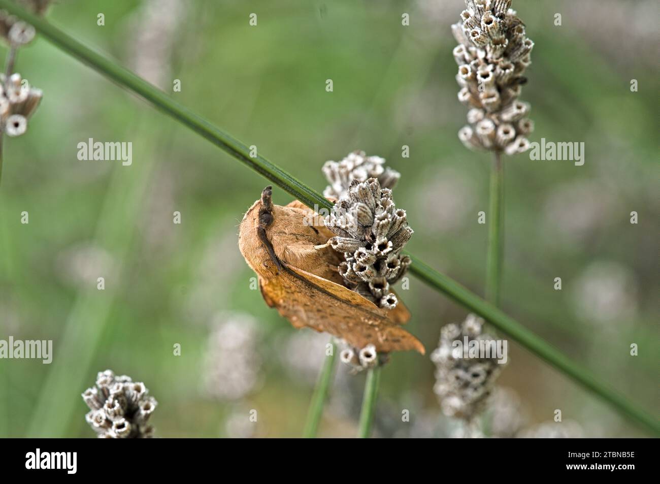 Close-up of lappet moth on culm of lavender with dry blossom Stock Photo